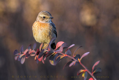 European Stonechat (Saxicola rubicola)