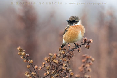 European Stonechat (Saxicola rubicola)