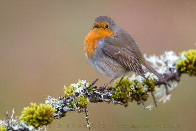 European Robin (Erithacus rubecula)