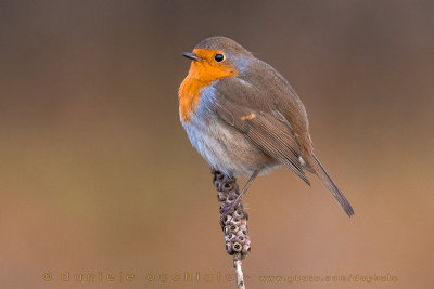 European Robin (Erithacus rubecula)