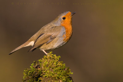 European Robin (Erithacus rubecula)