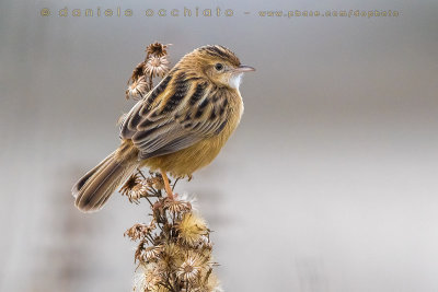 Zitting Cisticola (Cisticola juncidis)