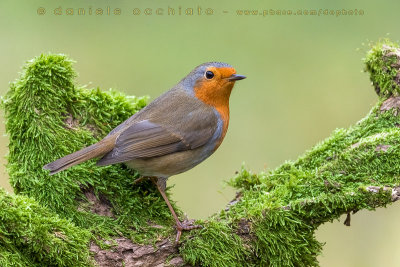 European Robin (Erithacus rubecula)