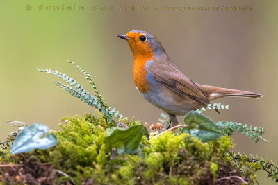 European Robin (Erithacus rubecula)