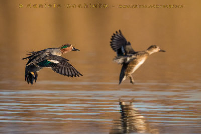 Eurasian Teal (Anas crecca)