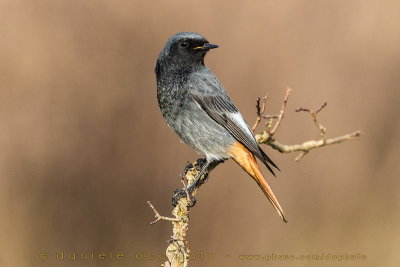 Black Redstart (Phoenicurus ochruros gibraltariensis)