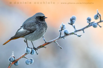 Black Redstart (Phoenicurus ochruros gibraltariensis)