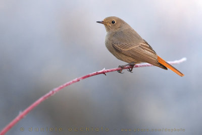 Black Redstart (Phoenicurus ochruros gibraltariensis)