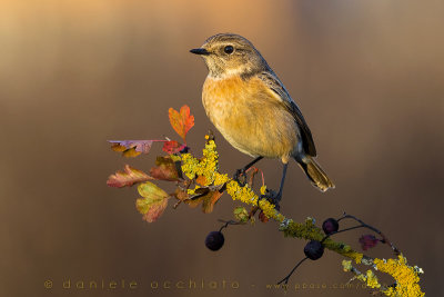 European Stonechat (Saxicola rubicola)