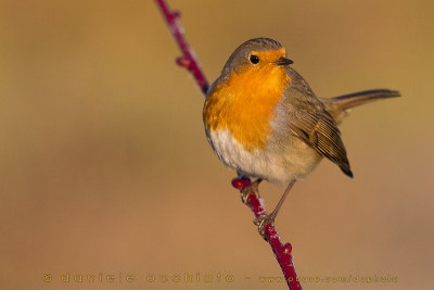 European Robin (Erithacus rubecula)