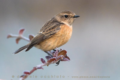 European Stonechat (Saxicola rubicola)