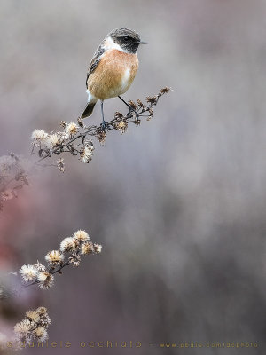 European Stonechat (Saxicola rubicola)