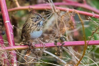 Lincolns Sparrow (Melospiza lincolnii)