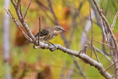 Yellow-rumped Warbler (Dendroica groppone giallo)
