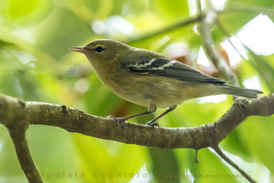 Bay-breasted Warbler (Dendroica pettocastano)