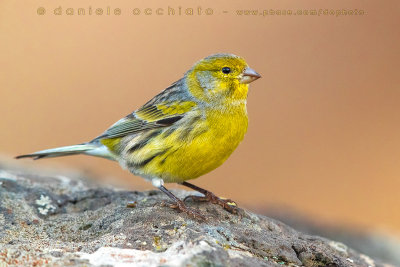 Canary (Canarino selvatico)