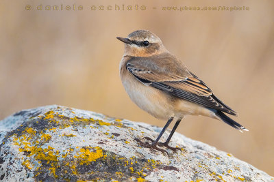 Greenland Wheatear (Oenanthe oenanthe leucorhoa)