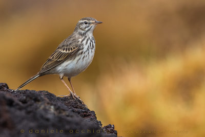 Berthelot's Pipit (Anthus berthelotii)