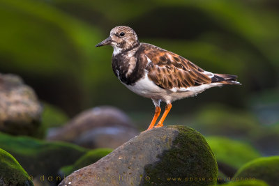 Ruddy Turnstone (Arenaria interpres)