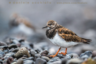 Ruddy Turnstone (Arenaria interpres)