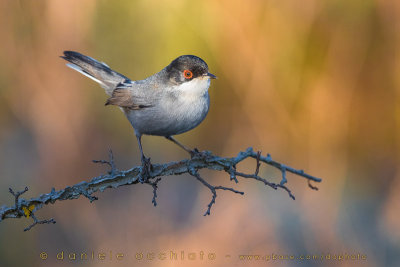 Sardinian Warbler (Sylvia melanocephala)