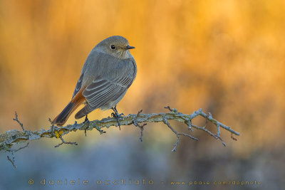 Black Redstart (Phoenicurus ochruros gibraltariensis)