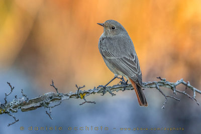 Black Redstart (Phoenicurus ochruros gibraltariensis)