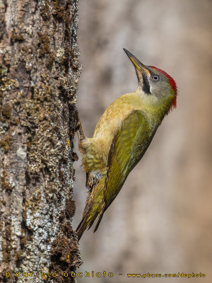 Levaillant's Green Woodpecker (Picchio verde di LeVaillant)