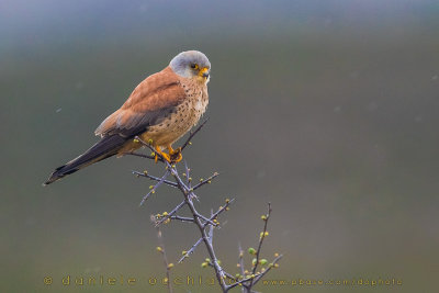 Lesser kestrel (Falco naumannii)
