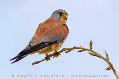 Lesser kestrel (Falco naumannii)
