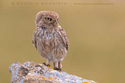 Little Owl (Athene noctua glaux)