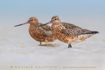 Bar-tailed Godwit (Limosa lapponica)