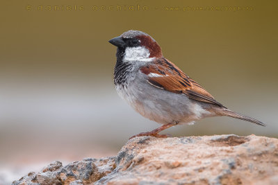 House Sparrow (Passer domesticus tingitanus)
