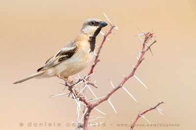 Desert Sparrow (Passer simplex saharae)