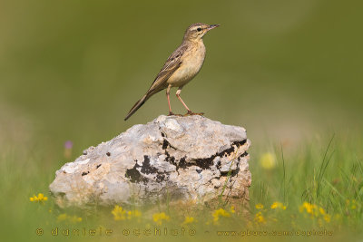 Tawny Pipit (Anthus campestris)