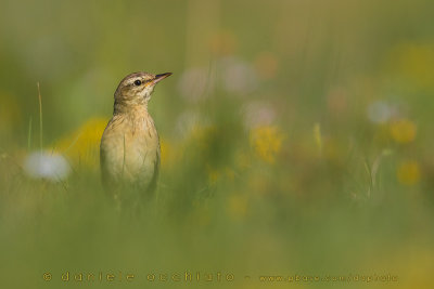 Tawny Pipit (Anthus campestris)