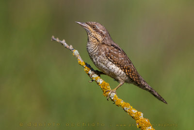 Eurasian Wryneck (Jynx torquilla)