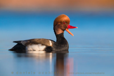 Red-crested Pochard (Fistione turco)