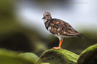 Ruddy Turnstone (Arenaria interpres)