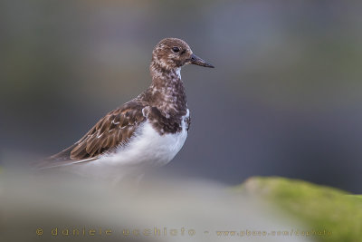 Ruddy Turnstone (Arenaria interpres)