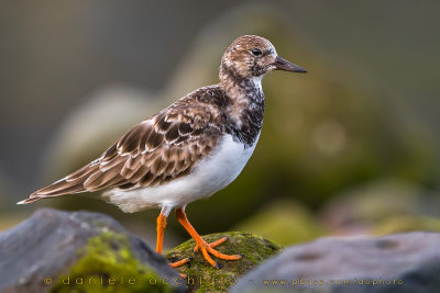 Ruddy Turnstone (Arenaria interpres)