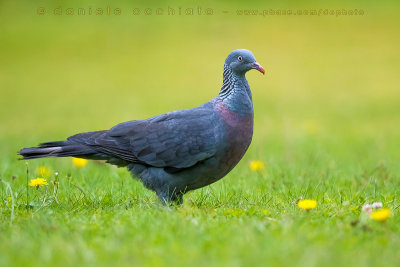 Trocaz Pigeon (Columba trocaz)