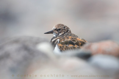 Ruddy Turnstone (Arenaria interpres)