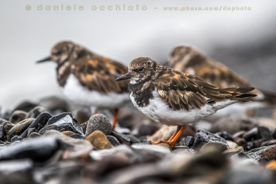 Ruddy Turnstone (Arenaria interpres)