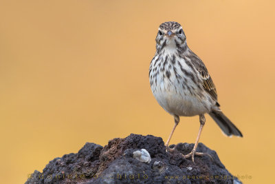 Berthelot's Pipit (Anthus berthelotii)