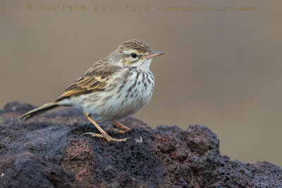 Berthelot's Pipit (Anthus berthelotii)