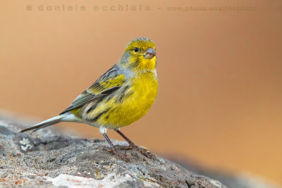 Atlantic Canary (Serinus canaria)