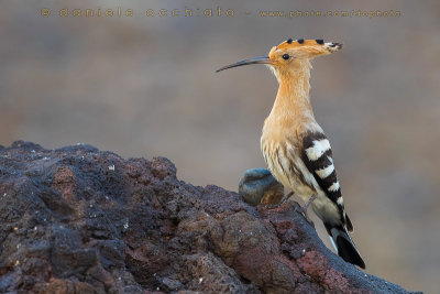 Hoopoe (Upupa epops)