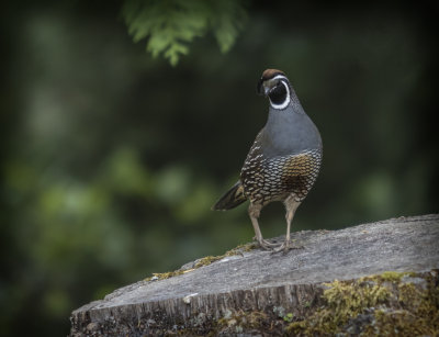 California Grouse - Not native to VIctoria