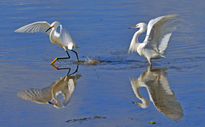 Pair of Snowy Egrets